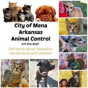 animal shelter texarkana arkansas